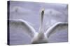 Whooper Swan Stretching Wings-DLILLC-Stretched Canvas