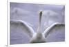 Whooper Swan Stretching Wings-DLILLC-Framed Photographic Print