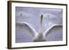 Whooper Swan Stretching Wings-DLILLC-Framed Photographic Print