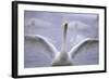 Whooper Swan Stretching Wings-DLILLC-Framed Photographic Print