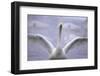 Whooper Swan Stretching Wings-DLILLC-Framed Photographic Print