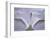 Whooper Swan Stretching Wings-DLILLC-Framed Photographic Print