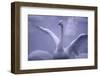 Whooper Swan Stretching Wings-DLILLC-Framed Photographic Print