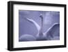 Whooper Swan Stretching Wings-DLILLC-Framed Photographic Print