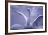 Whooper Swan Stretching Wings-DLILLC-Framed Photographic Print