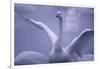 Whooper Swan Stretching Wings-DLILLC-Framed Photographic Print