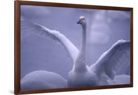 Whooper Swan Stretching Wings-DLILLC-Framed Photographic Print