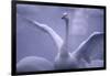 Whooper Swan Stretching Wings-DLILLC-Framed Photographic Print