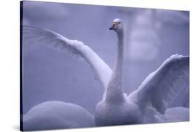 Whooper Swan Stretching Wings-DLILLC-Stretched Canvas