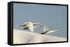 Whooper Swan Three in Flight-null-Framed Stretched Canvas
