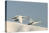 Whooper Swan Three in Flight-null-Stretched Canvas