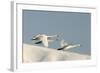 Whooper Swan Three in Flight-null-Framed Photographic Print