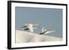 Whooper Swan Three in Flight-null-Framed Photographic Print