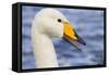 Whooper Swan-null-Framed Stretched Canvas