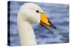 Whooper Swan-null-Stretched Canvas