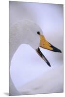 Whooper Swan-DLILLC-Mounted Premium Photographic Print
