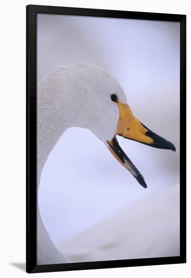 Whooper Swan-DLILLC-Framed Premium Photographic Print