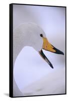 Whooper Swan-DLILLC-Framed Stretched Canvas