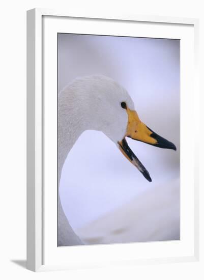 Whooper Swan-DLILLC-Framed Photographic Print