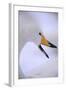 Whooper Swan-DLILLC-Framed Photographic Print