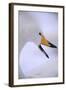 Whooper Swan-DLILLC-Framed Photographic Print