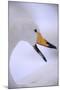 Whooper Swan-DLILLC-Mounted Photographic Print