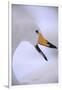 Whooper Swan-DLILLC-Framed Photographic Print