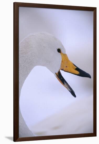 Whooper Swan-DLILLC-Framed Photographic Print