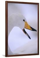 Whooper Swan-DLILLC-Framed Photographic Print