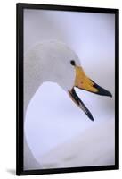 Whooper Swan-DLILLC-Framed Photographic Print