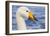 Whooper Swan-null-Framed Photographic Print