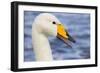 Whooper Swan-null-Framed Photographic Print