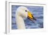 Whooper Swan-null-Framed Photographic Print