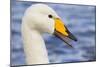 Whooper Swan-null-Mounted Photographic Print