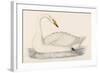 Whooper Swan-Reverend Francis O. Morris-Framed Art Print