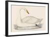 Whooper Swan-Reverend Francis O. Morris-Framed Art Print