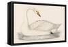 Whooper Swan-Reverend Francis O. Morris-Framed Stretched Canvas