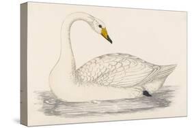 Whooper Swan-Reverend Francis O. Morris-Stretched Canvas