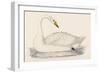 Whooper Swan-Reverend Francis O. Morris-Framed Art Print