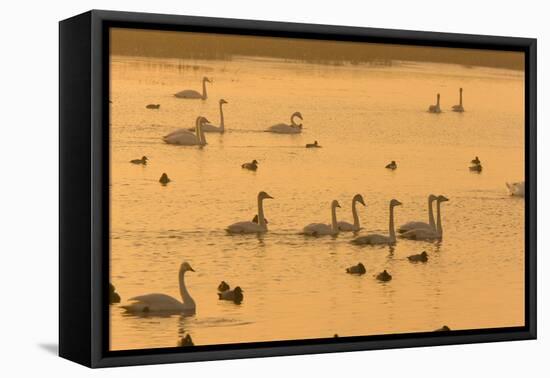 Whooper Swans and Other Waterfowl at Sunset in Winter-null-Framed Stretched Canvas
