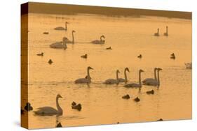 Whooper Swans and Other Waterfowl at Sunset in Winter-null-Stretched Canvas