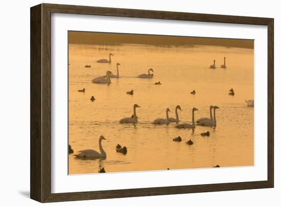 Whooper Swans and Other Waterfowl at Sunset in Winter-null-Framed Photographic Print