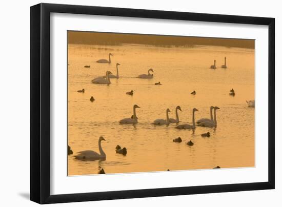 Whooper Swans and Other Waterfowl at Sunset in Winter-null-Framed Photographic Print