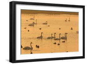 Whooper Swans and Other Waterfowl at Sunset in Winter-null-Framed Photographic Print