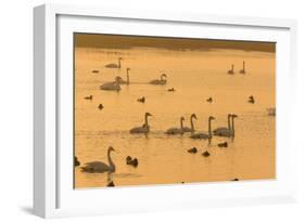 Whooper Swans and Other Waterfowl at Sunset in Winter-null-Framed Photographic Print