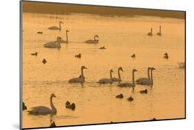 Whooper Swans and Other Waterfowl at Sunset in Winter-null-Mounted Photographic Print