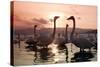 Whooper Swans at Sunset-null-Stretched Canvas
