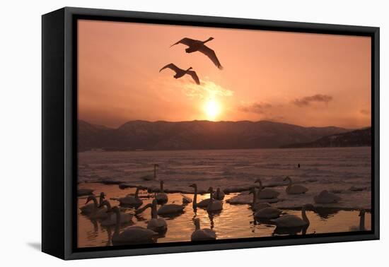 Whooper Swans at Sunset-null-Framed Stretched Canvas