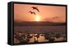 Whooper Swans at Sunset-null-Framed Stretched Canvas
