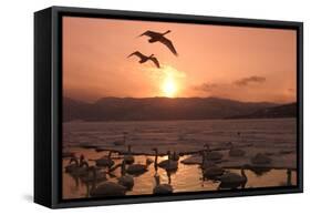Whooper Swans at Sunset-null-Framed Stretched Canvas